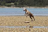 WHIPPET 009